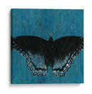 Mariposas Chambray Ii - Naomi McCavitt | Cuadro decorativo de Canvas Lab