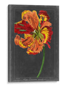 Tulipán De Medianoche I - Vision Studio | Cuadro decorativo de Canvas Lab