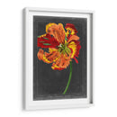 Tulipán De Medianoche I - Vision Studio | Cuadro decorativo de Canvas Lab