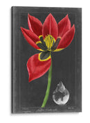 Tulipán De Medianoche Ii - Vision Studio | Cuadro decorativo de Canvas Lab