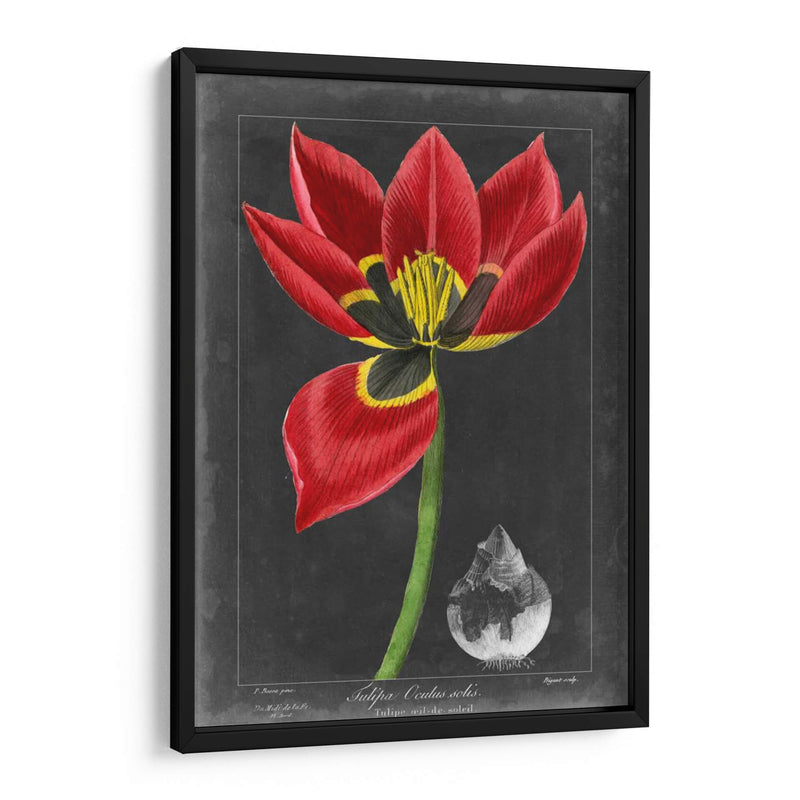 Tulipán De Medianoche Ii - Vision Studio | Cuadro decorativo de Canvas Lab