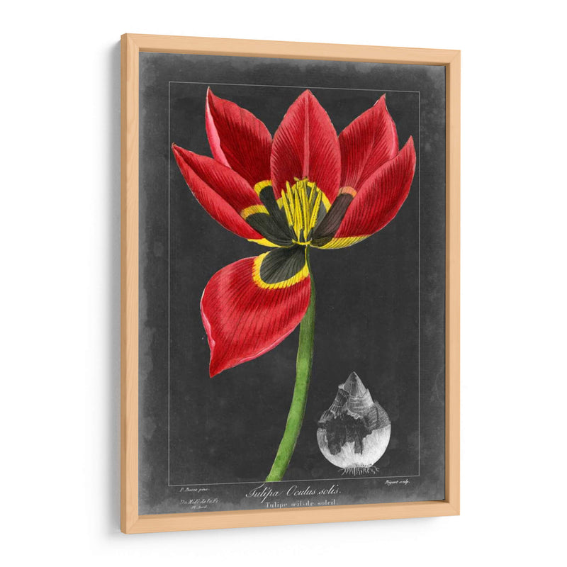 Tulipán De Medianoche Ii - Vision Studio | Cuadro decorativo de Canvas Lab