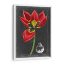 Tulipán De Medianoche Ii - Vision Studio | Cuadro decorativo de Canvas Lab