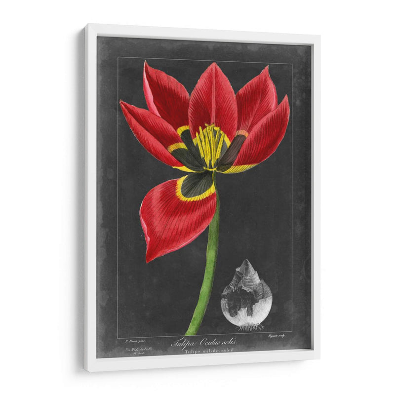 Tulipán De Medianoche Ii - Vision Studio | Cuadro decorativo de Canvas Lab