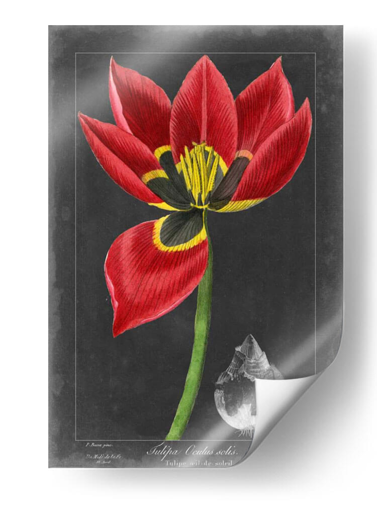 Tulipán De Medianoche Ii - Vision Studio | Cuadro decorativo de Canvas Lab