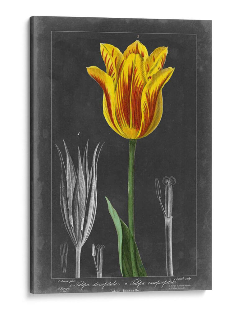 Tulipán De Medianoche V - Vision Studio | Cuadro decorativo de Canvas Lab