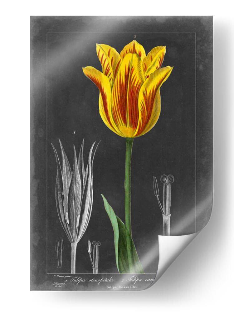 Tulipán De Medianoche V - Vision Studio | Cuadro decorativo de Canvas Lab