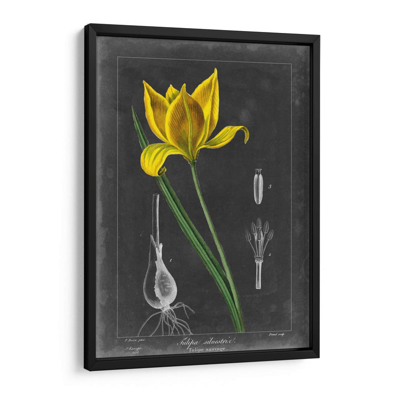 Tulipán De Medianoche Vi - Vision Studio | Cuadro decorativo de Canvas Lab