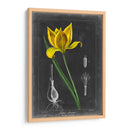 Tulipán De Medianoche Vi - Vision Studio | Cuadro decorativo de Canvas Lab