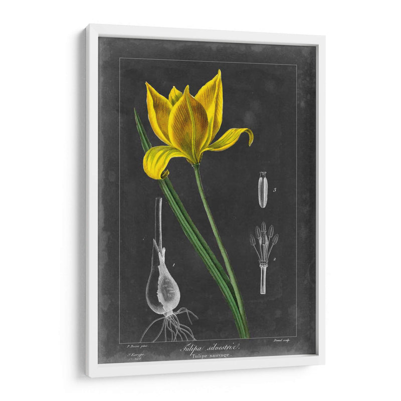 Tulipán De Medianoche Vi - Vision Studio | Cuadro decorativo de Canvas Lab