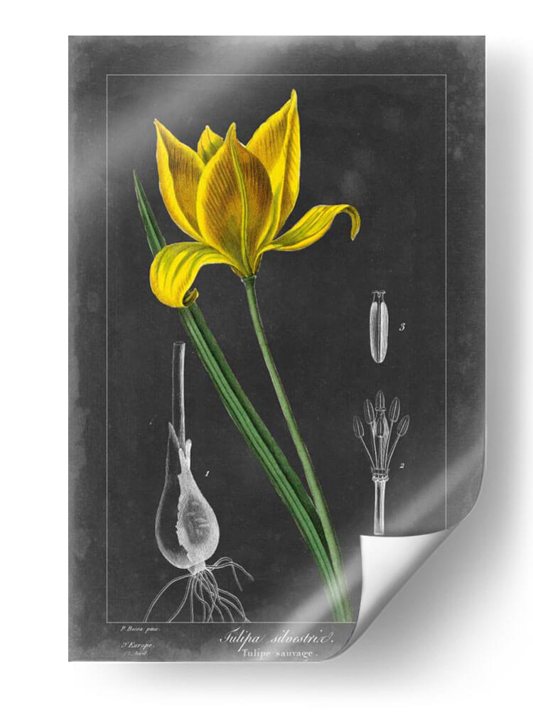 Tulipán De Medianoche Vi - Vision Studio | Cuadro decorativo de Canvas Lab