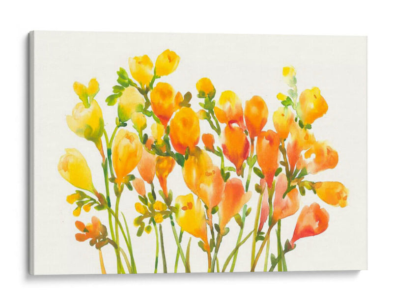 Freesia I - Tim OToole | Cuadro decorativo de Canvas Lab