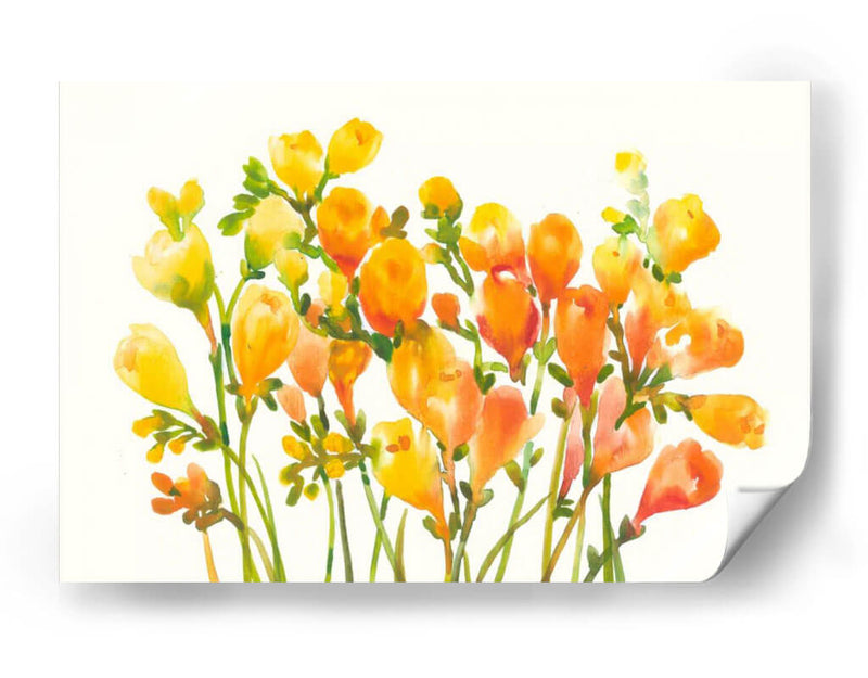 Freesia I - Tim OToole | Cuadro decorativo de Canvas Lab