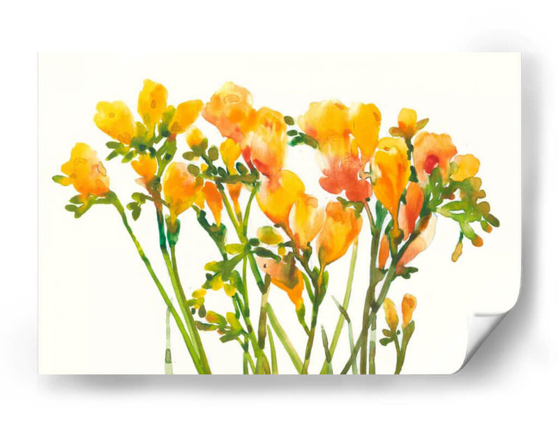 Freesia Ii - Tim OToole | Cuadro decorativo de Canvas Lab