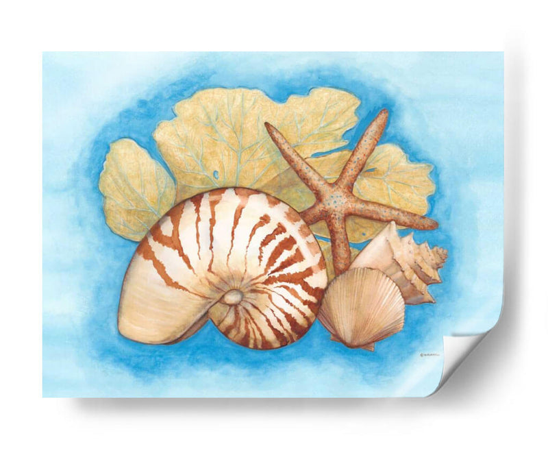 Conchas Y Seafan I - Wendy Russell | Cuadro decorativo de Canvas Lab
