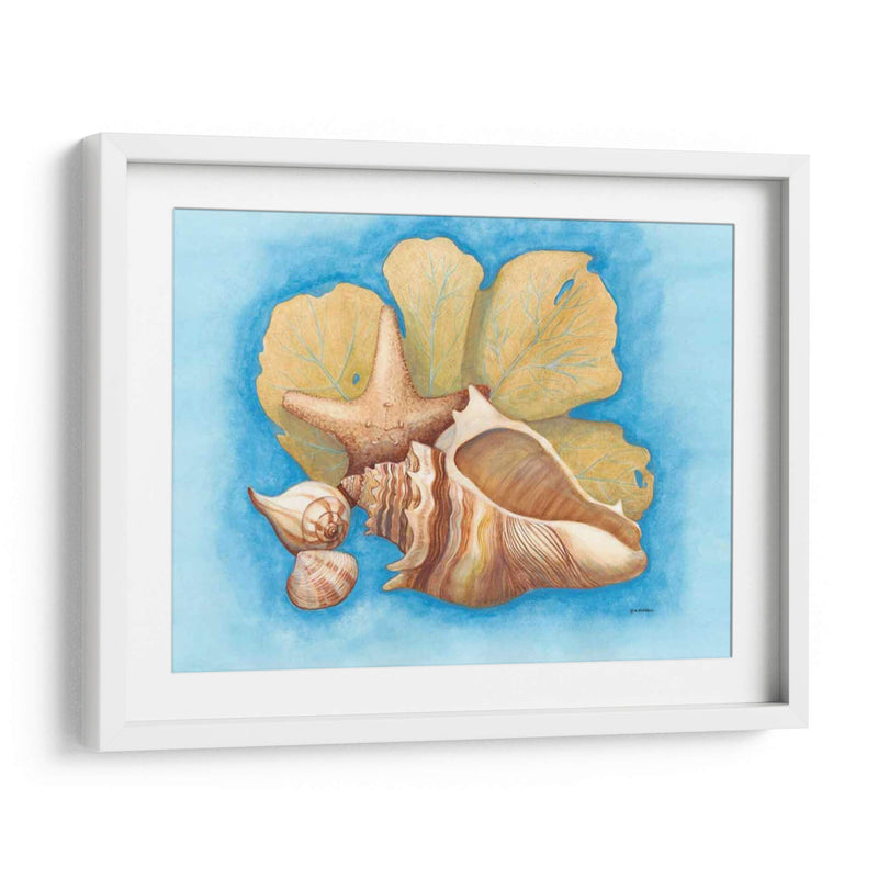 Conchas Y Seafan Ii - Wendy Russell | Cuadro decorativo de Canvas Lab