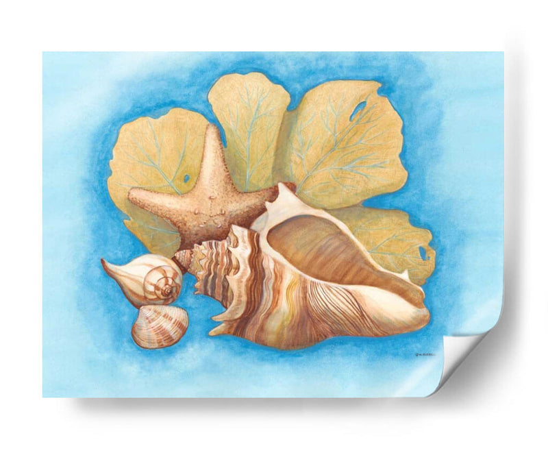 Conchas Y Seafan Ii - Wendy Russell | Cuadro decorativo de Canvas Lab