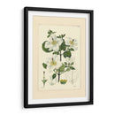 Blanco Curtis Botanical Iii - Vision Studio | Cuadro decorativo de Canvas Lab