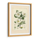 Blanco Curtis Botanical Iii - Vision Studio | Cuadro decorativo de Canvas Lab