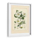 Blanco Curtis Botanical Iii - Vision Studio | Cuadro decorativo de Canvas Lab