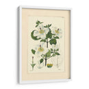 Blanco Curtis Botanical Iii - Vision Studio | Cuadro decorativo de Canvas Lab