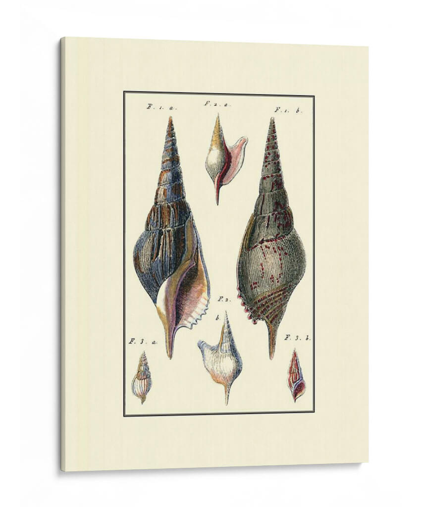 Concha De Mar Personalizada Iii - Diderot | Cuadro decorativo de Canvas Lab