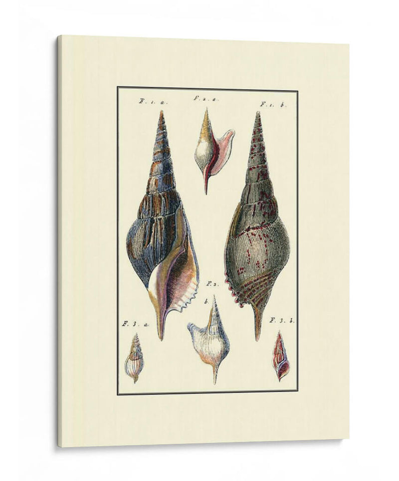 Concha De Mar Personalizada Iii - Diderot | Cuadro decorativo de Canvas Lab