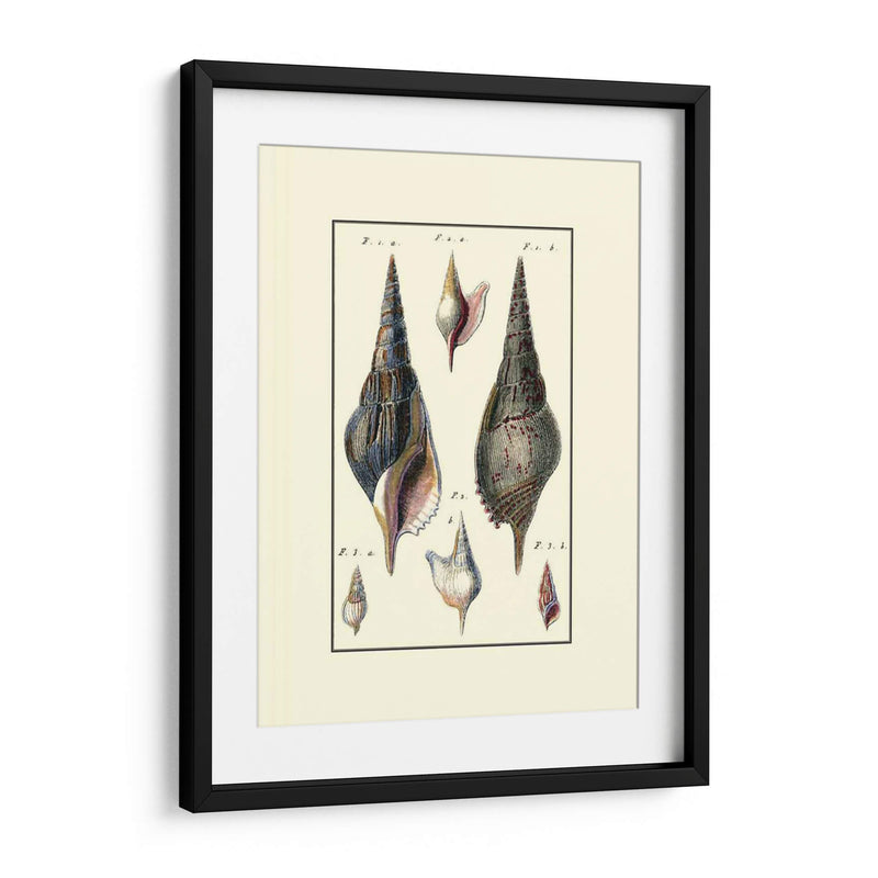 Concha De Mar Personalizada Iii - Diderot | Cuadro decorativo de Canvas Lab