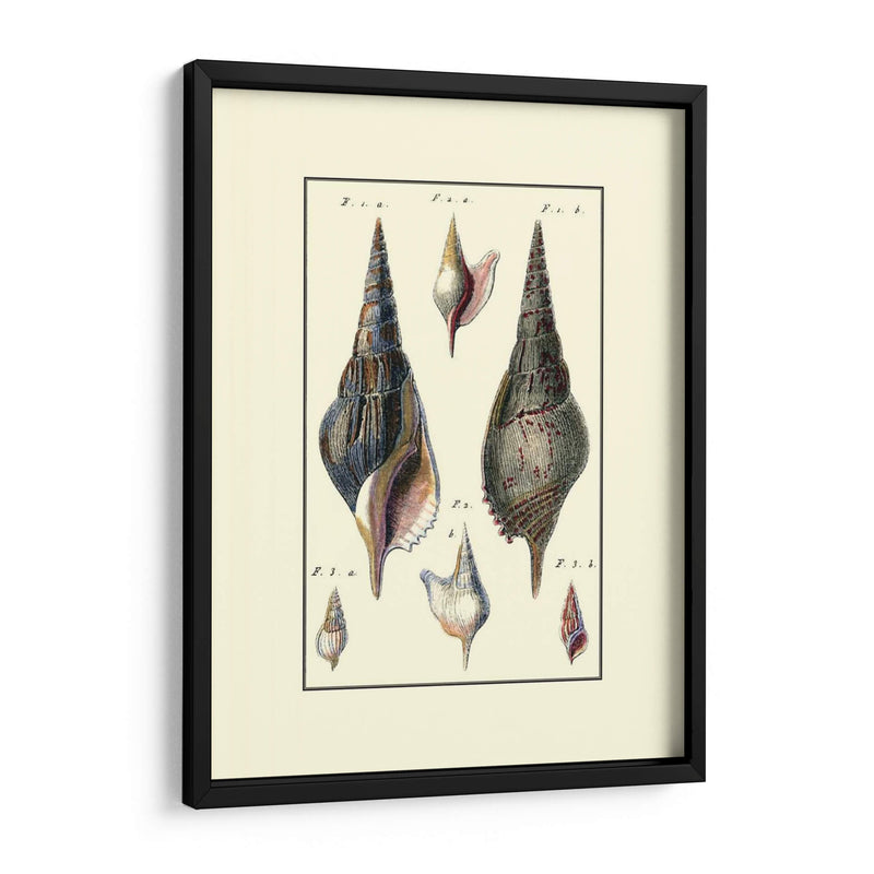 Concha De Mar Personalizada Iii - Diderot | Cuadro decorativo de Canvas Lab