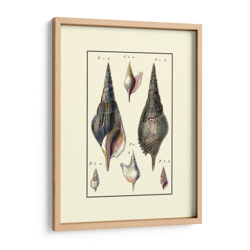 Concha De Mar Personalizada Iii - Diderot | Cuadro decorativo de Canvas Lab