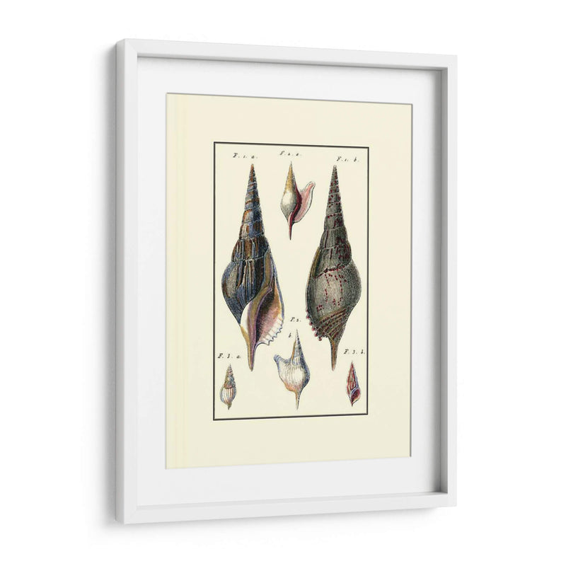 Concha De Mar Personalizada Iii - Diderot | Cuadro decorativo de Canvas Lab