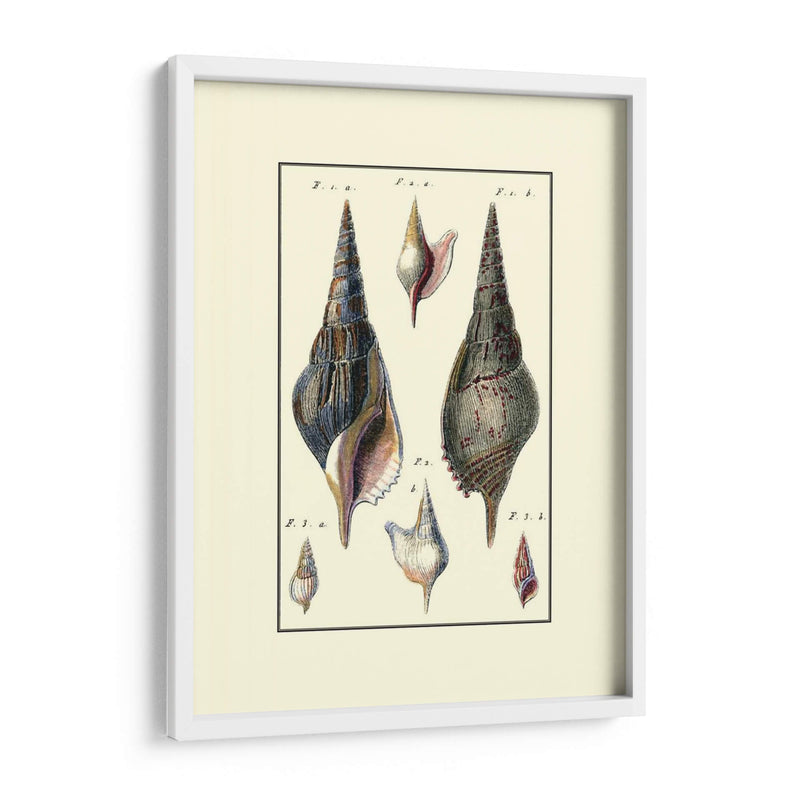 Concha De Mar Personalizada Iii - Diderot | Cuadro decorativo de Canvas Lab