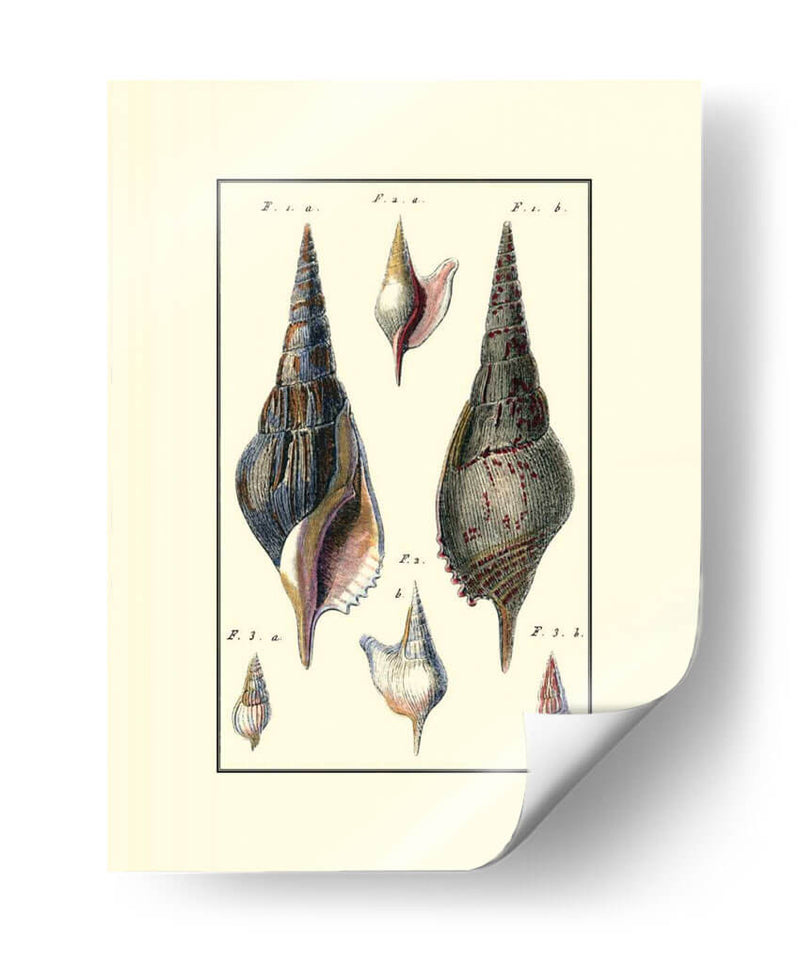 Concha De Mar Personalizada Iii - Diderot | Cuadro decorativo de Canvas Lab