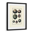 Concha De Mar Personalizada Iv - Diderot | Cuadro decorativo de Canvas Lab