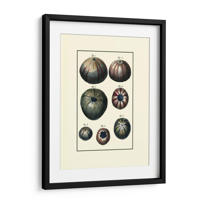 Concha De Mar Personalizada Iv - Diderot | Cuadro decorativo de Canvas Lab