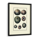 Concha De Mar Personalizada Iv - Diderot | Cuadro decorativo de Canvas Lab