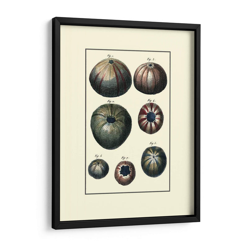 Concha De Mar Personalizada Iv - Diderot | Cuadro decorativo de Canvas Lab