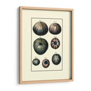 Concha De Mar Personalizada Iv - Diderot | Cuadro decorativo de Canvas Lab