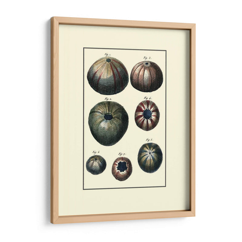 Concha De Mar Personalizada Iv - Diderot | Cuadro decorativo de Canvas Lab