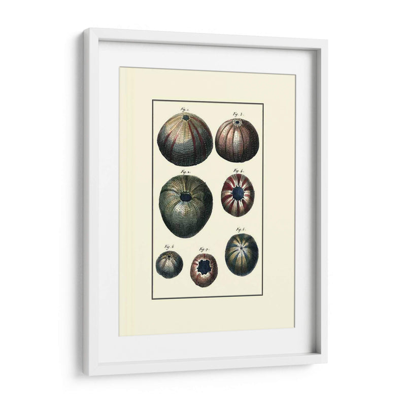 Concha De Mar Personalizada Iv - Diderot | Cuadro decorativo de Canvas Lab