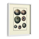 Concha De Mar Personalizada Iv - Diderot | Cuadro decorativo de Canvas Lab