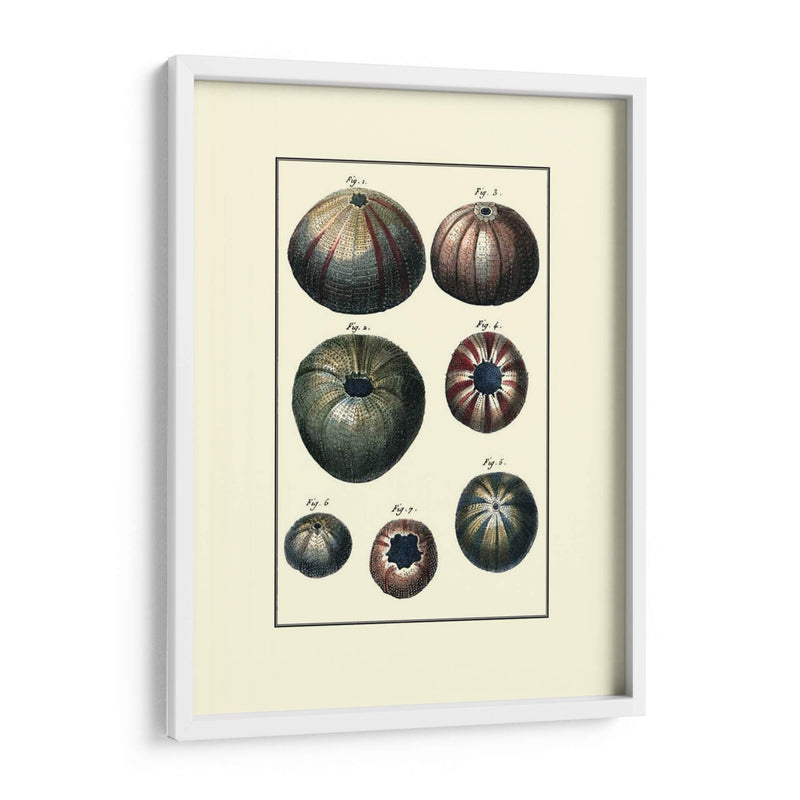 Concha De Mar Personalizada Iv - Diderot | Cuadro decorativo de Canvas Lab