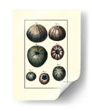 Concha De Mar Personalizada Iv - Diderot | Cuadro decorativo de Canvas Lab