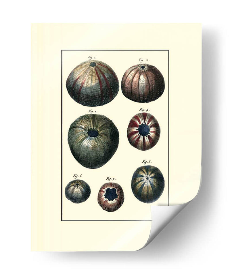 Concha De Mar Personalizada Iv - Diderot | Cuadro decorativo de Canvas Lab