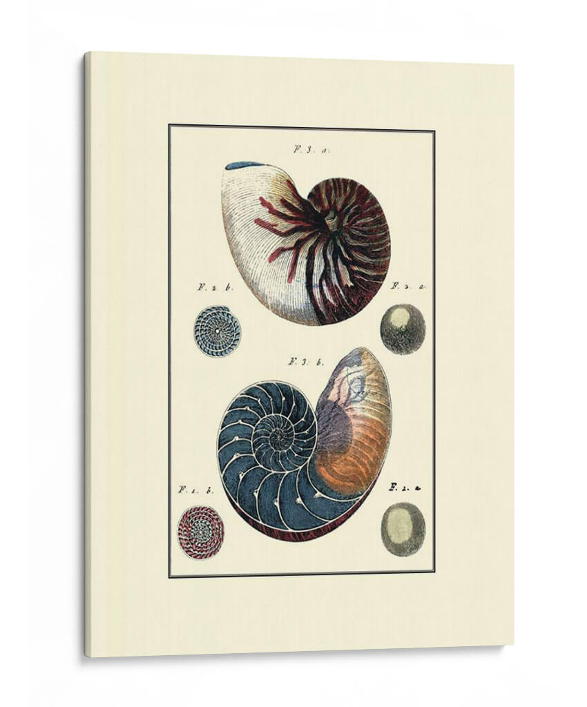 Concha De Mar Personalizada Vi - Diderot | Cuadro decorativo de Canvas Lab