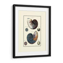 Concha De Mar Personalizada Vi - Diderot | Cuadro decorativo de Canvas Lab