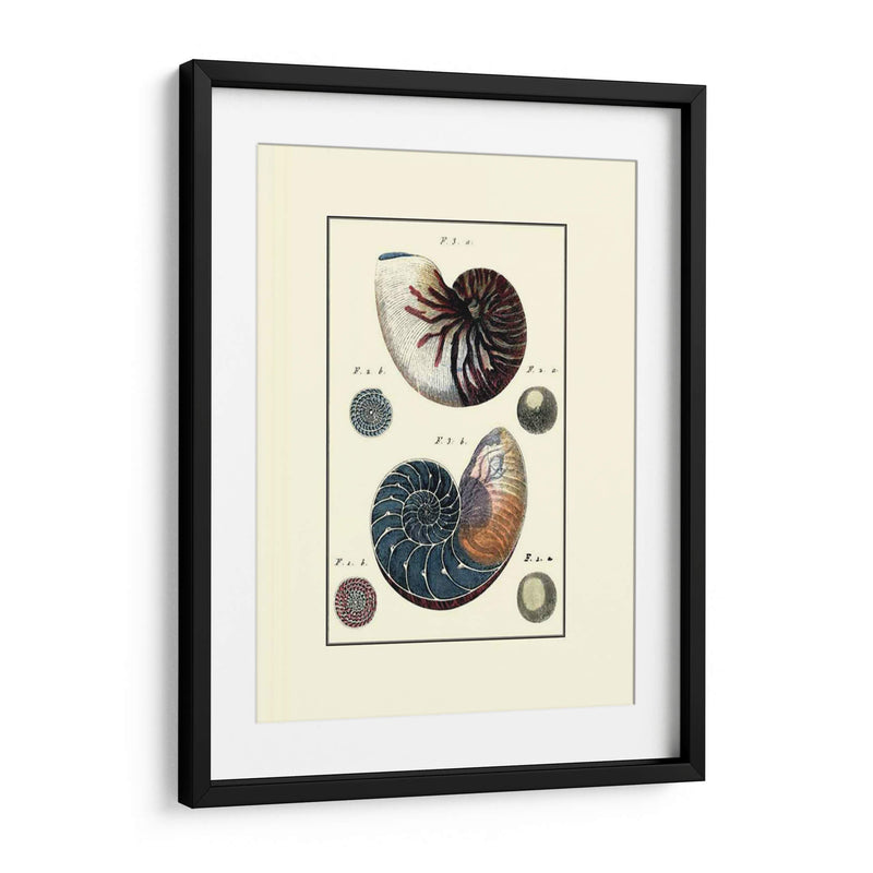 Concha De Mar Personalizada Vi - Diderot | Cuadro decorativo de Canvas Lab