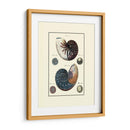 Concha De Mar Personalizada Vi - Diderot | Cuadro decorativo de Canvas Lab