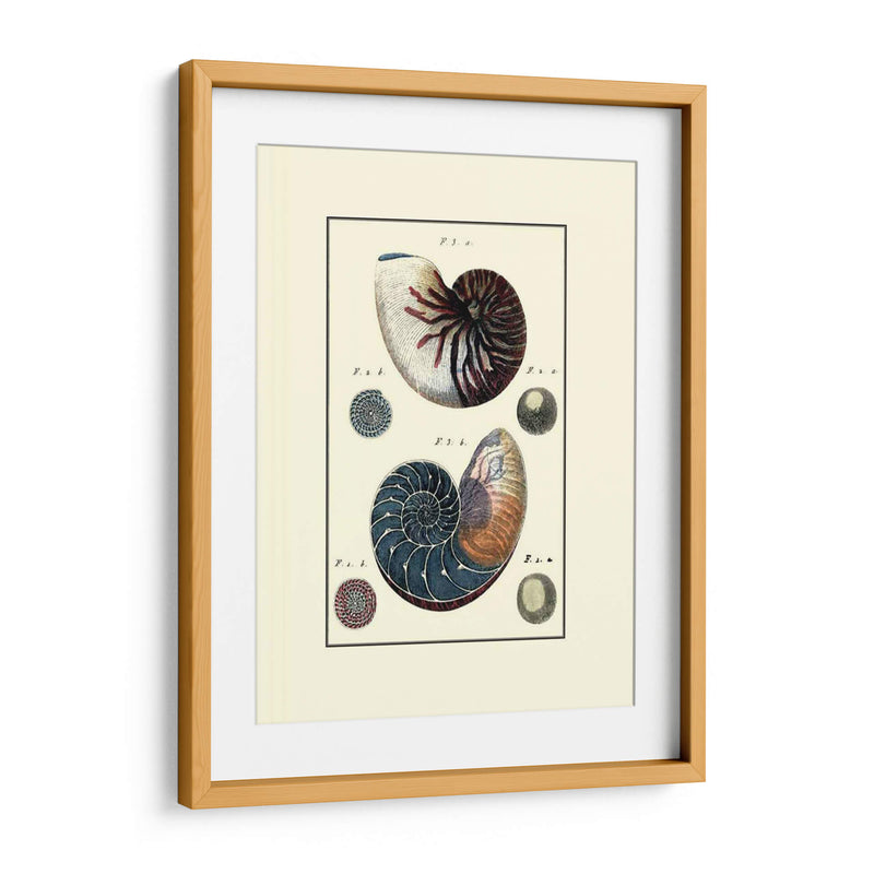 Concha De Mar Personalizada Vi - Diderot | Cuadro decorativo de Canvas Lab