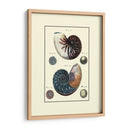 Concha De Mar Personalizada Vi - Diderot | Cuadro decorativo de Canvas Lab